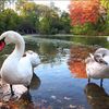 Authorities Aim To Eradicate New York's Mute Swans By 2025